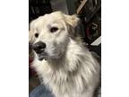 Adopt Milo a White Great Pyrenees / Anatolian Shepherd / Mixed dog in Port