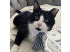 Adopt Oreo a Black & White or Tuxedo Domestic Shorthair (short coat) cat in