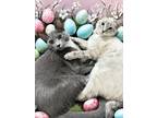Adopt Bruixe (bonded to Muneca) a Cream or Ivory (Mostly) Siamese (short coat)