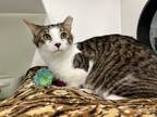 Adopt Cupid a Brown Tabby Domestic Shorthair (short coat) cat in CLEVELAND