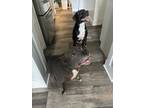 Adopt Pip a Gray/Blue/Silver/Salt & Pepper American Pit Bull Terrier / Mixed dog
