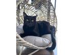 Adopt Joonyeur a All Black Bombay (short coat) cat in Los Angeles, CA (41522750)