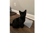 Adopt Coffee a Black (Mostly) Domestic Mediumhair / Mixed (medium coat) cat in