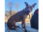 Adopt Que a Red/Golden/Orange/Chestnut American Staffordshire Terrier / Mixed