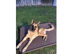Adopt Zeus a Brown/Chocolate - with Black German Shepherd Dog / Mixed dog in San