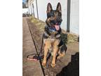 Adopt Dante a Black - with Tan, Yellow or Fawn German Shepherd Dog / Mixed dog