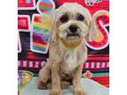 Adopt Scout a Tan/Yellow/Fawn Wirehaired Fox Terrier / Dachshund / Mixed dog in