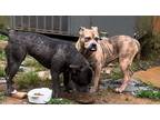 Adopt Paired females a Black - with Tan, Yellow or Fawn American Pit Bull