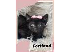 Adopt Portland a All Black American Shorthair (short coat) cat in Bowie