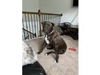 Adopt Simba a Brown/Chocolate - with White Labrador Retriever / American Pit