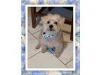 Adopt Pizza - W. FL a White Bichon Frise / Mixed dog in Tulsa, OK (41522670)