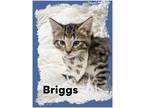 Adopt Briggs a Gray, Blue or Silver Tabby Domestic Shorthair (short coat) cat in