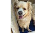 Adopt Sherco a Spaniel (Unknown Type) / Cavalier King Charles Spaniel / Mixed