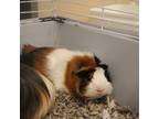 Adopt Luna a White Guinea Pig / Guinea Pig / Mixed (short coat) small animal in