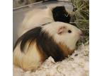 Adopt Binx a White Guinea Pig / Guinea Pig / Mixed (short coat) small animal in