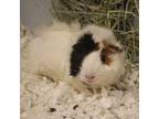 Adopt Willow a White Guinea Pig / Guinea Pig / Mixed (short coat) small animal