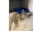 Adopt Killua a Gray or Blue Domestic Shorthair / Mixed Breed (Medium) / Mixed