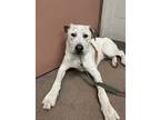 Adopt Comet a White Australian Cattle Dog / Mixed Breed (Medium) / Mixed (short