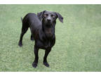 Adopt Diesel *Good with dogs* a Black Dachshund / Mixed Breed (Medium) / Mixed