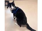 Adopt Face a All Black Domestic Shorthair cat in SAINT AUGUSTINE, FL