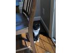Adopt King a Black & White or Tuxedo Domestic Mediumhair / Mixed (medium coat)
