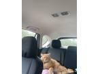 Adopt Tigger a Orange or Red Tabby American Shorthair / Mixed (short coat) cat