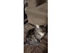 Adopt Tiger a Gray, Blue or Silver Tabby American Shorthair / Mixed (short coat)