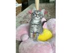Adopt Peach a Gray, Blue or Silver Tabby Domestic Shorthair / Mixed (short coat)