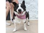 Adopt Paws a Black - with White Corgi / Border Collie / Mixed dog in Denver