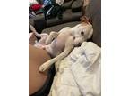 Adopt Marbles a Tan/Yellow/Fawn - with White Staffordshire Bull Terrier / Mixed