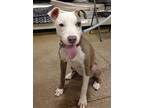 Adopt Effy a White - with Gray or Silver Pit Bull Terrier / Mixed dog in