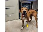 Adopt Red Wayne a Red/Golden/Orange/Chestnut - with Black Rhodesian Ridgeback /