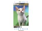 Adopt HATTIE a Calico or Dilute Calico Calico (short coat) cat in Northwood