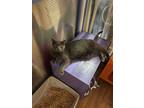 Adopt Crimmy a Gray or Blue Russian Blue (short coat) cat in Palo Cedro