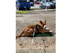 Adopt Shadow a Tan/Yellow/Fawn - with White Shepherd (Unknown Type) / Boxer /