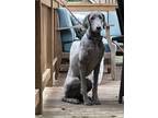 Adopt Roger a Gray/Silver/Salt & Pepper - with Black Poodle (Standard) / Mixed
