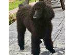 Adopt Clover a Black Poodle (Standard) / Mixed dog in Mead, CO (41521983)