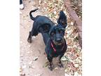 Adopt Squiggy a Black - with Brown, Red, Golden, Orange or Chestnut Poodle