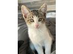Adopt Kitten Coco a Brown Tabby Domestic Shorthair / Mixed (short coat) cat in