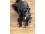 Adopt Pippa a Black - with White Collie / Mixed dog in Beach City, TX (41522024)