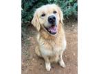 Adopt Bella 24 a Red/Golden/Orange/Chestnut Golden Retriever / Retriever