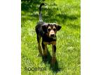 Adopt Rooster a Black - with Tan, Yellow or Fawn Bloodhound / Doberman Pinscher