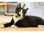 Adopt Vermont a Black & White or Tuxedo American Shorthair (short coat) cat in