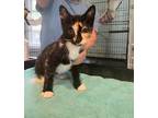 Adopt Georgia a Calico or Dilute Calico American Shorthair (short coat) cat in