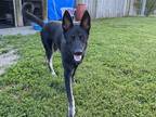 Adopt Otis a Black - with Brown, Red, Golden, Orange or Chestnut German Shepherd