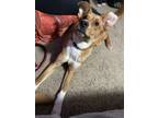Adopt Winston a Tan/Yellow/Fawn - with White Carolina Dog / Mixed dog in