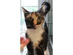 Adopt Arizona a Calico or Dilute Calico American Shorthair (short coat) cat in