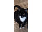 Adopt Shadow a Black & White or Tuxedo American Shorthair / Mixed (short coat)