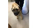 Adopt Scrappy 123501 a Gray/Blue/Silver/Salt & Pepper Bullmastiff dog in Joplin