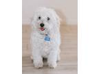 Adopt Marley a White Maltipoo / Cockapoo / Mixed dog in Surprise, AZ (41513925)